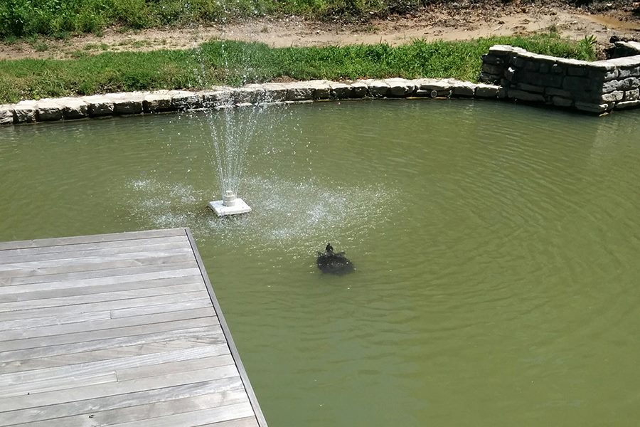 13173632_10157001284430651_5599274585872187569_n