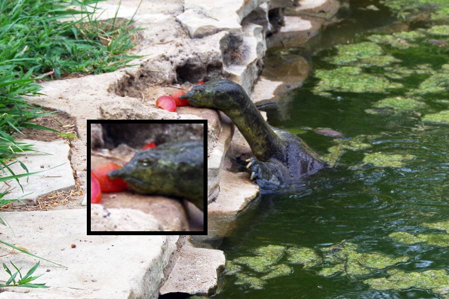 13173909_10157001471510651_8316002555975422006_n