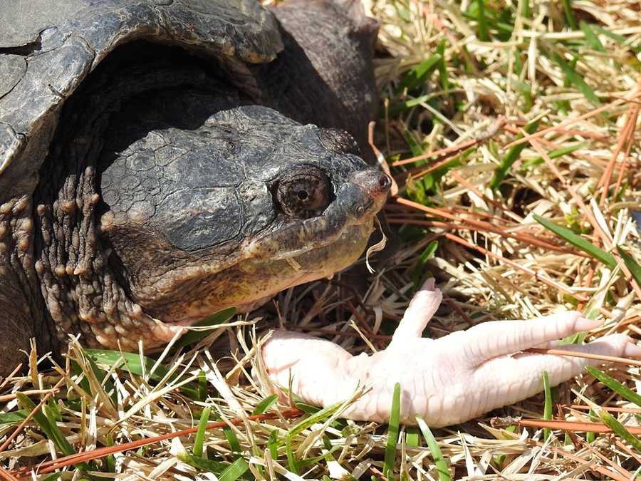 28698913_10102039511474634_5181801795587463263_o