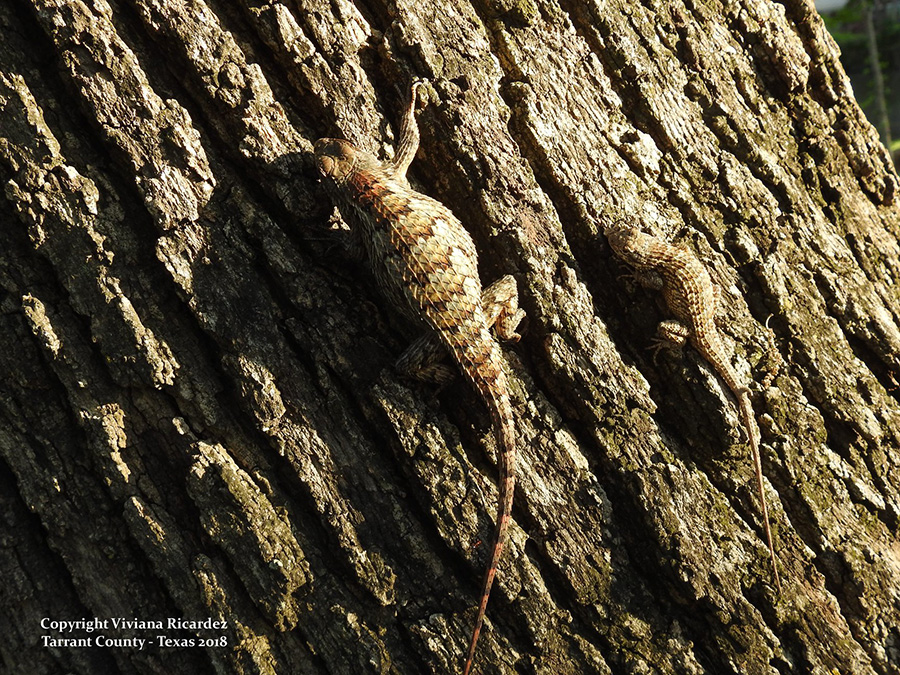 29355233_10107129974960060_443199256904780470_o