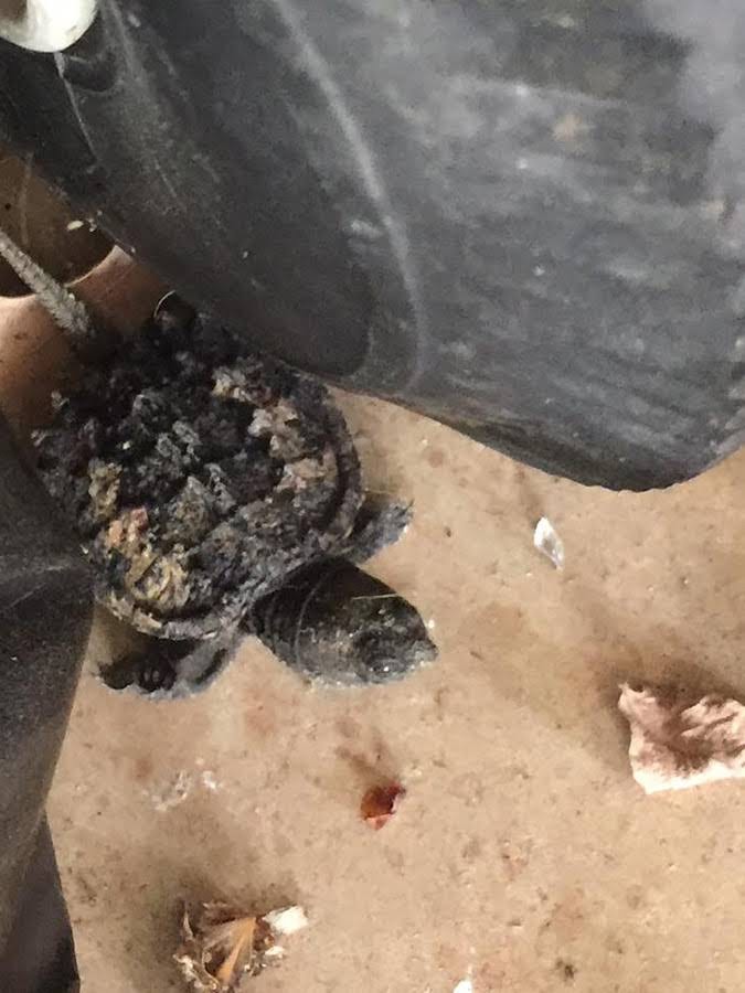 29572219_10211115747984974_6314140343482392586_n