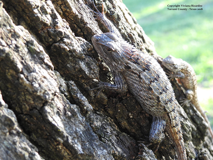 29662801_10107129975044890_2333866872564904448_o