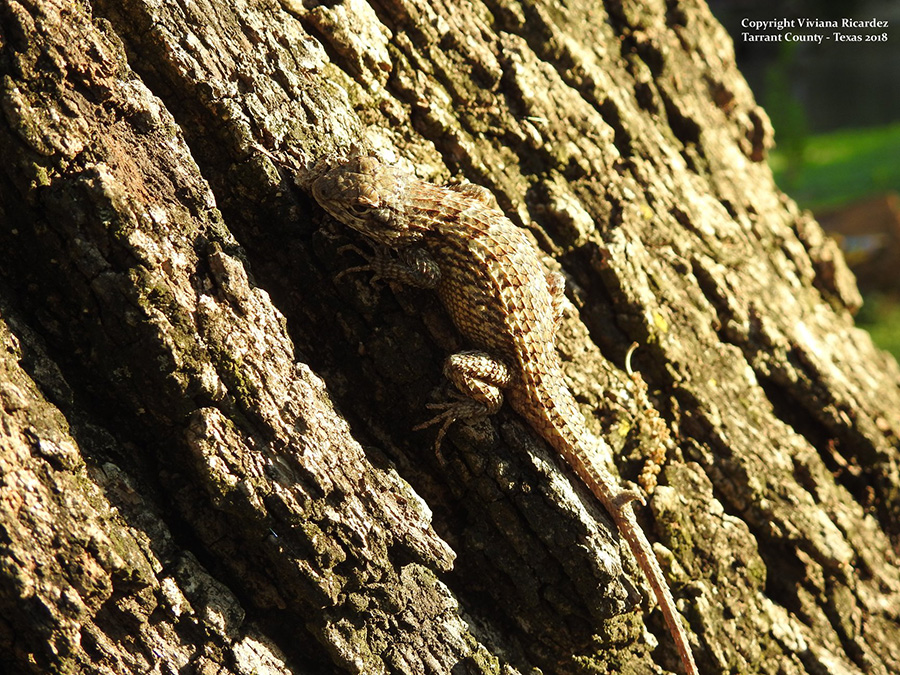 29665058_10107129974710560_2799082503753789686_o